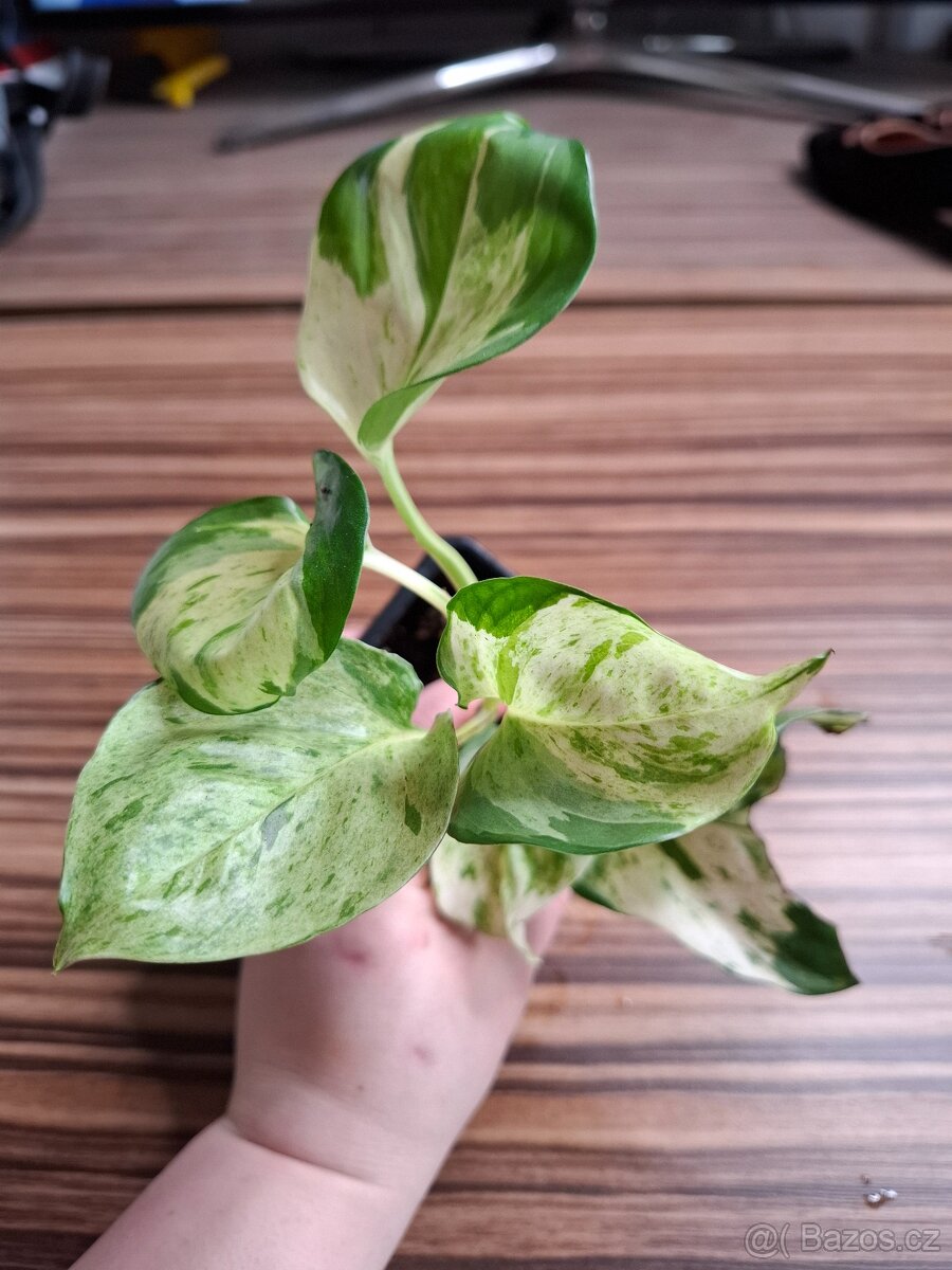 Sada rostlinek - 333 Kč/ 4 kusy - 7