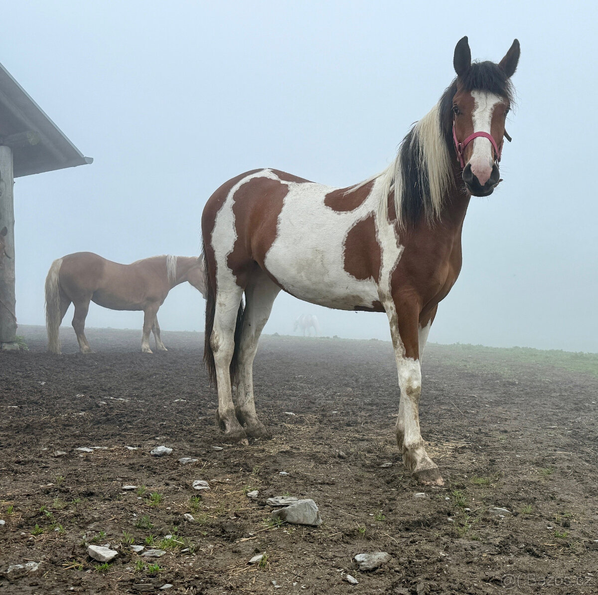 Klisna BAROC PINTO - 7