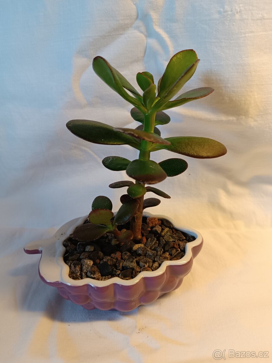 Tlustice - pokojové rostliny včetně květináčů - 7