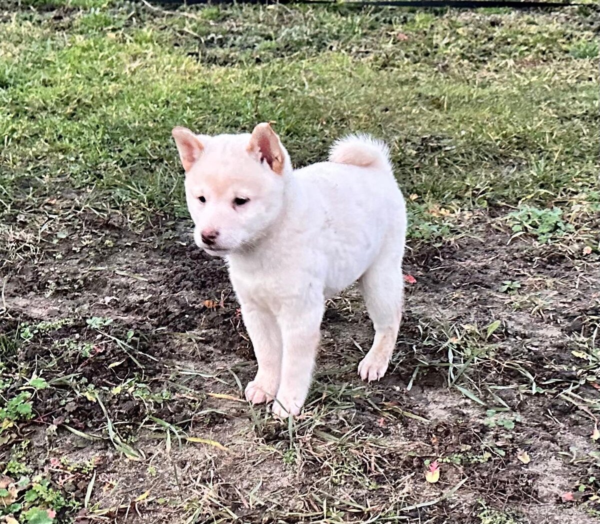 Shiba inu - 7