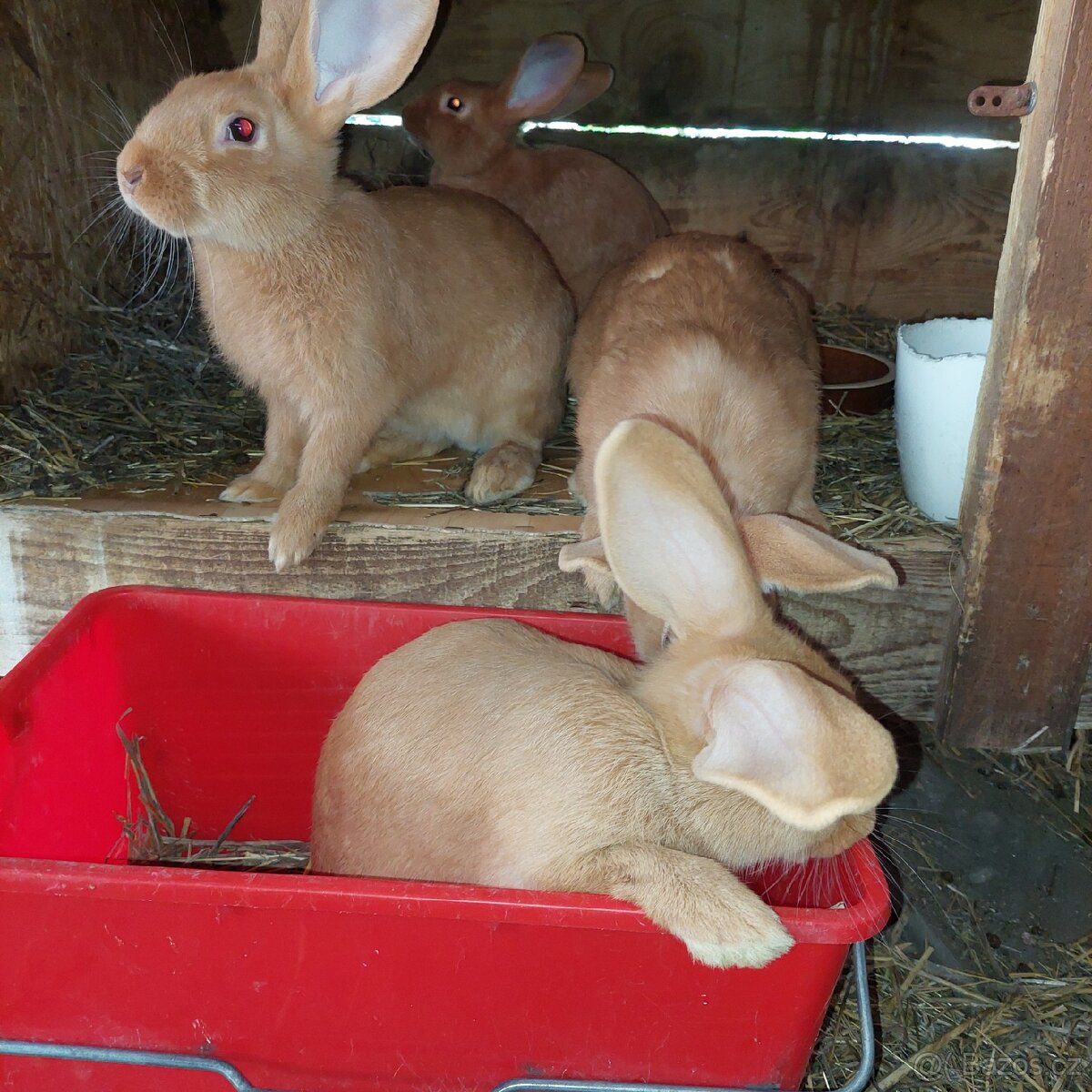 Samičky BU na chov - 7