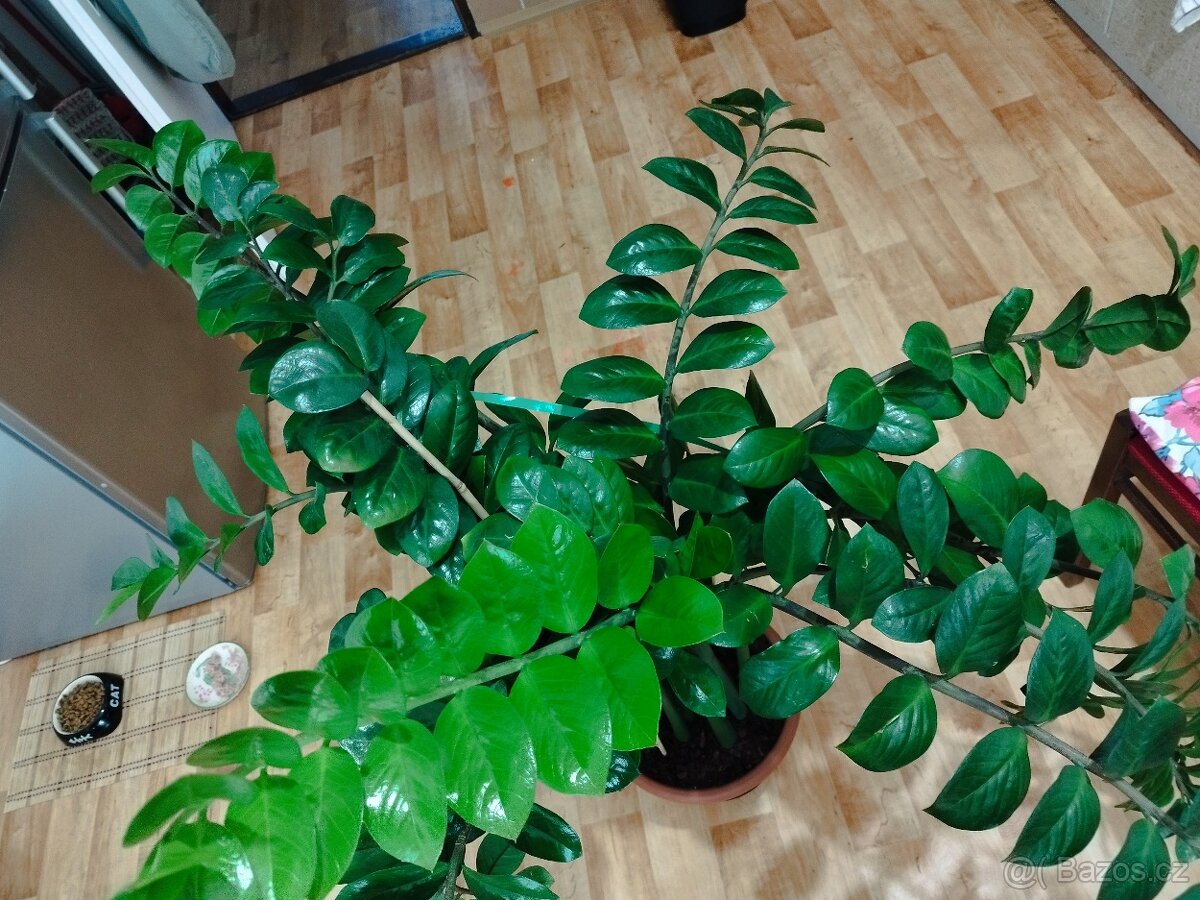 Zamioculcas - 7