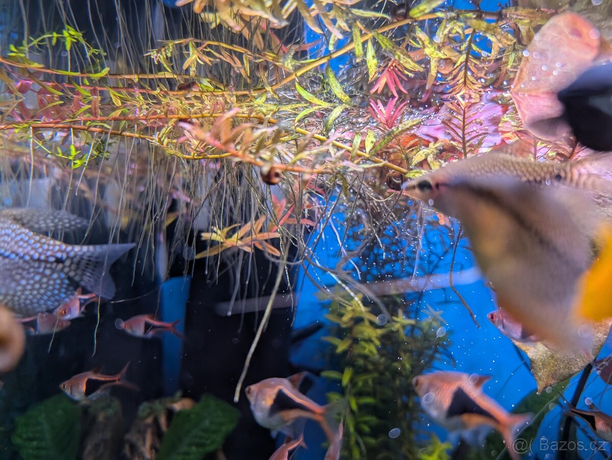 Akvarijní rostlinky - 7
