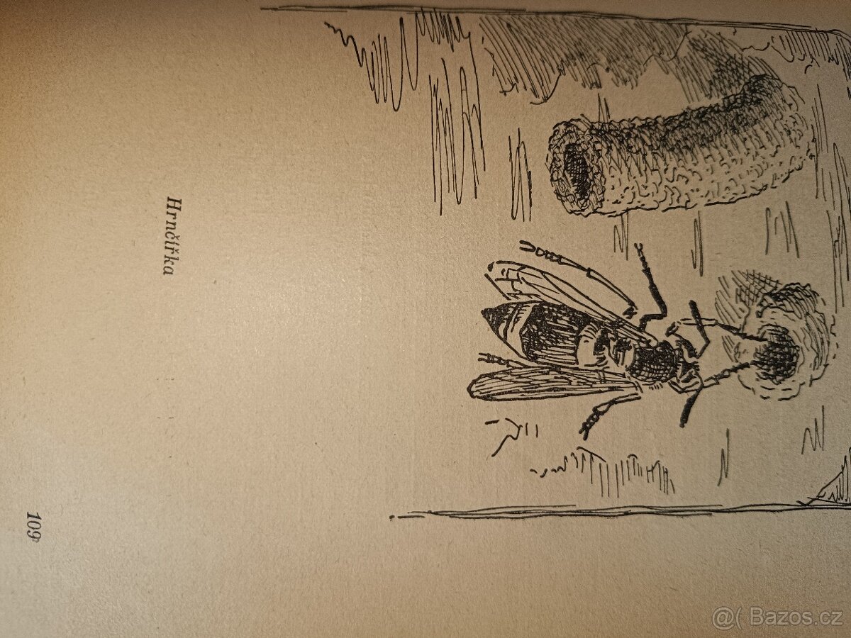 Z LESNÍ ŘÍŚE - 7