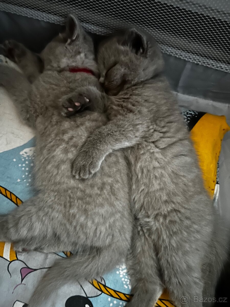 Krytí – britský kocour - 7