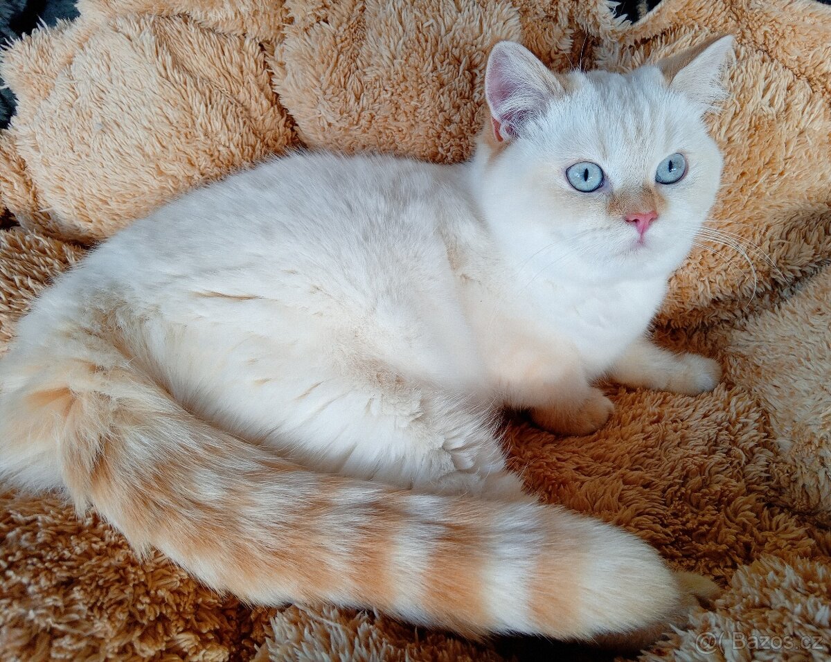 Britský kocourek colorpoint s PP - 7