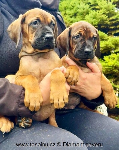 Tosa inu - krásná štěňátka s PP - 7