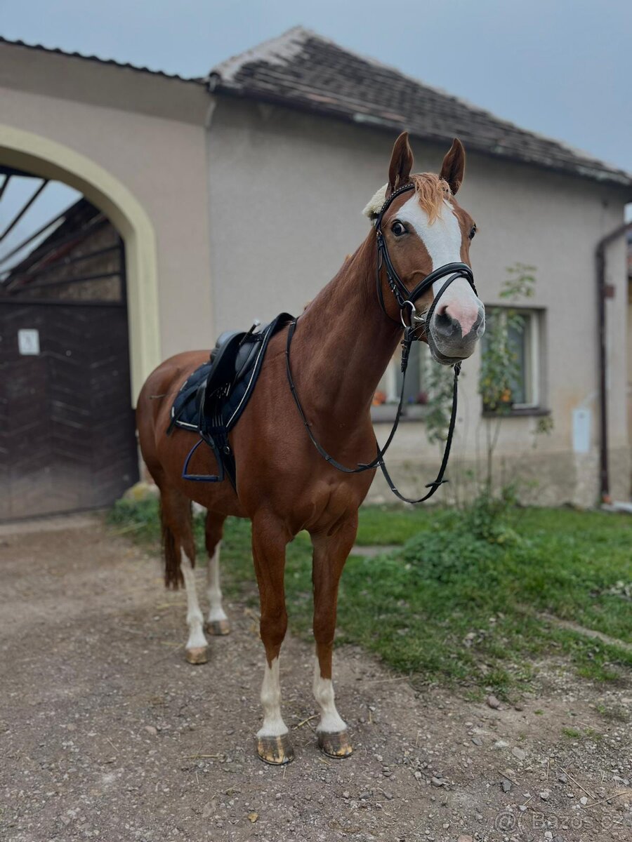 Prodám krásnou klisnu. - 7