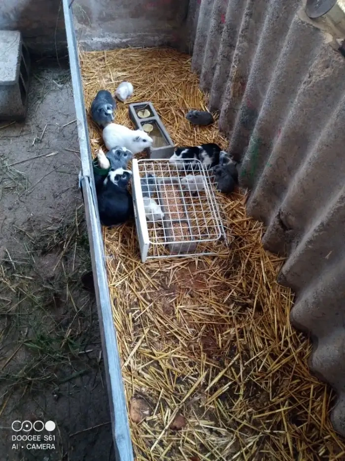 Obří Cuy morčata Doležal świnka morska Meerschweichen - 7