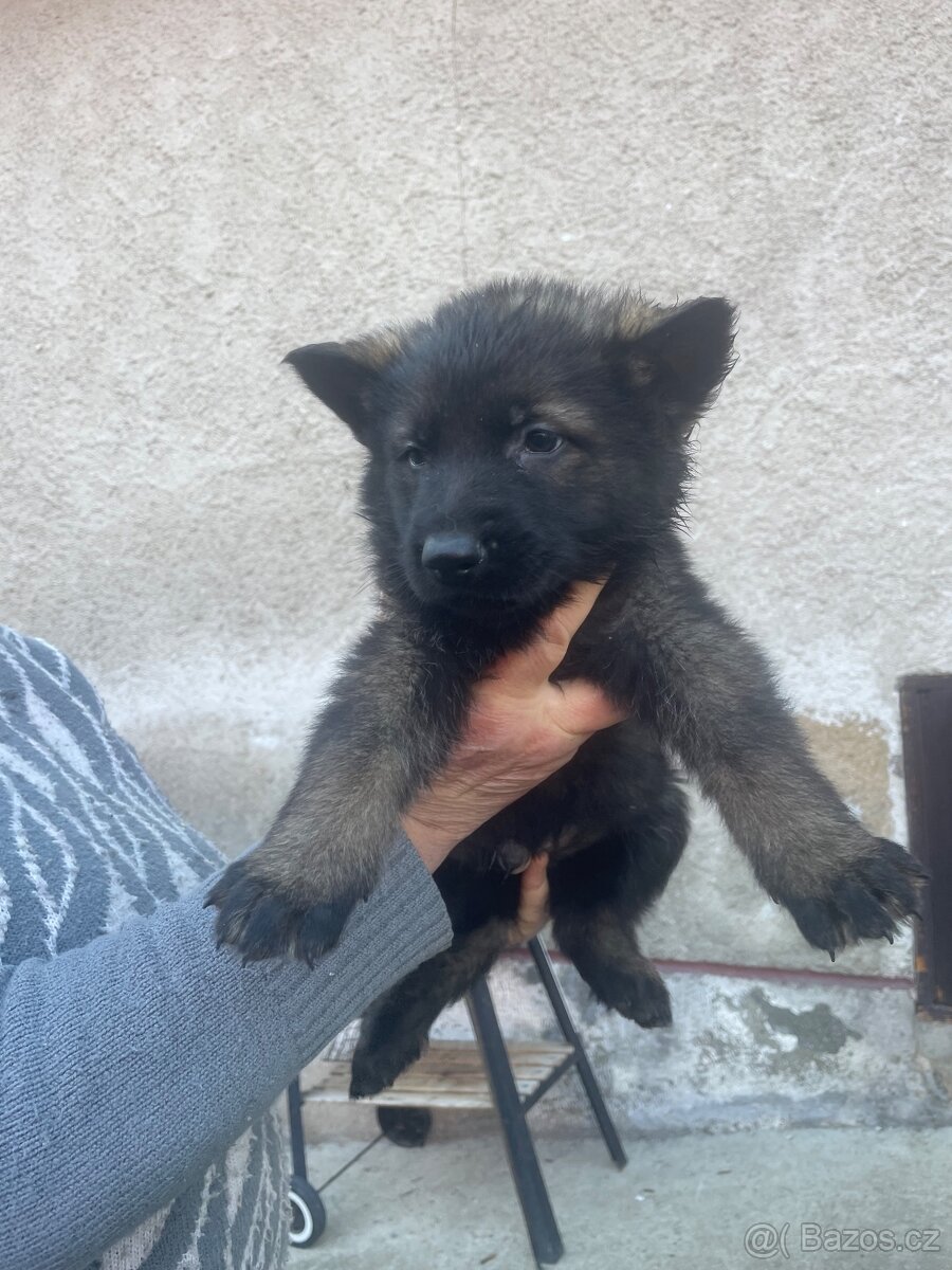 Německý ovčák - 7