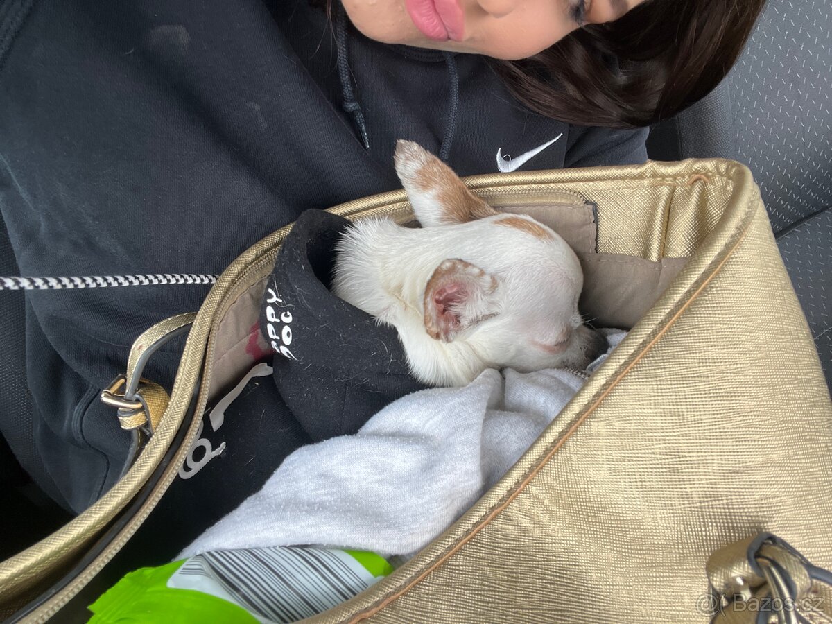 🐾Čivava maminka Marilyn a její dcera Barbie - 7