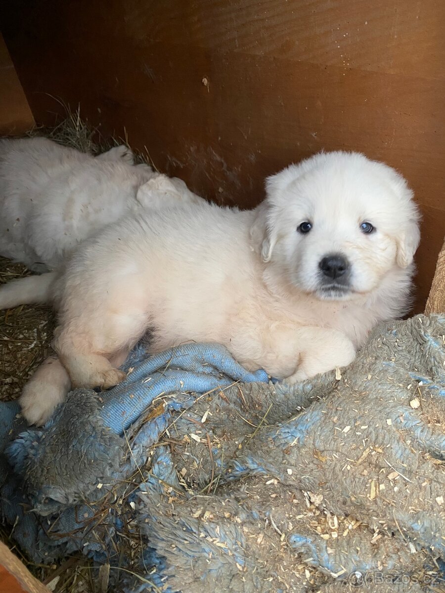 Prodám štěňata Slovenského čuvače - 7