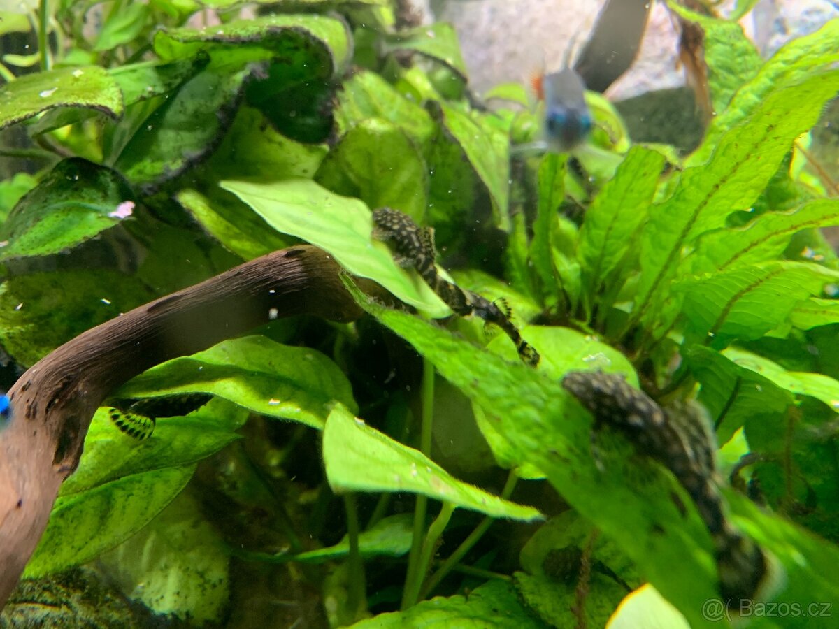 Ancitrus krunýřovec - 7