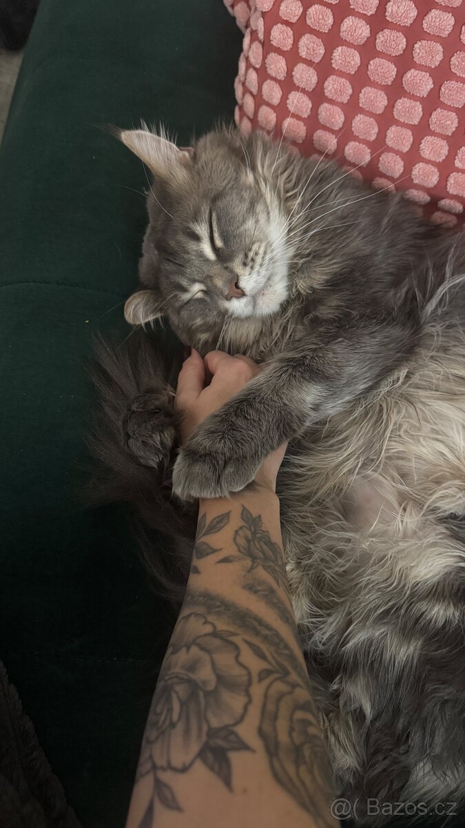 Mainská mývalí - 7