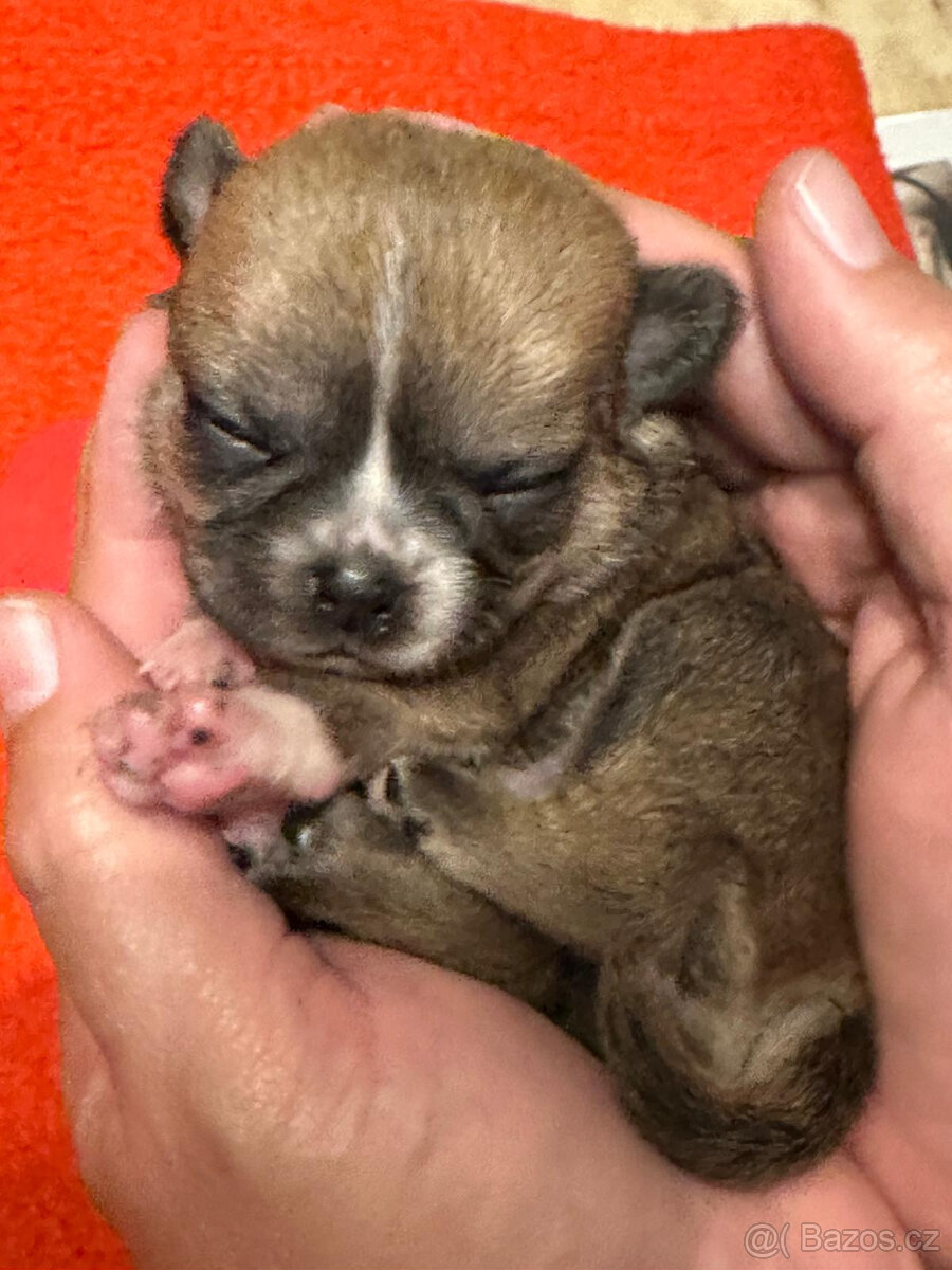 Čivava s PP, krásná štěňátka k odběru. - 7