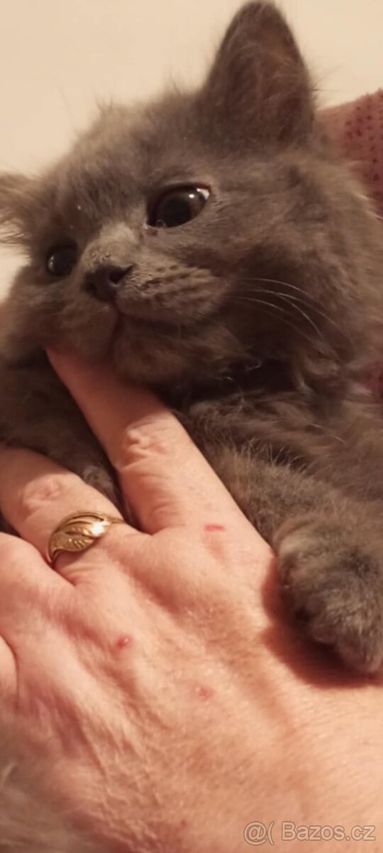 Prodej Britských kotatek - 7