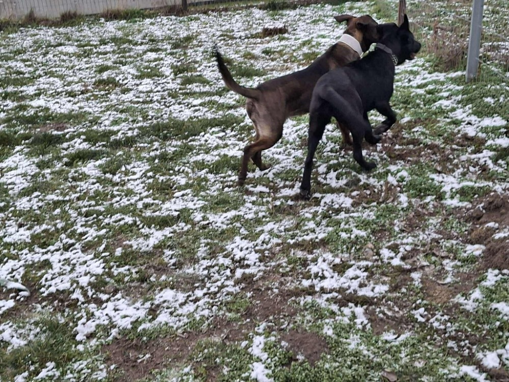 2 fenečky štěňátka - 7