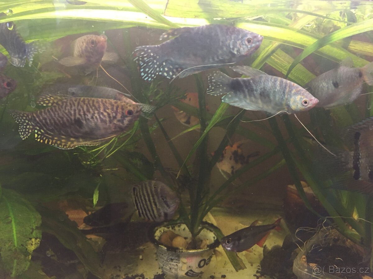 Prodám levně ryby a vodní rostliny - 7