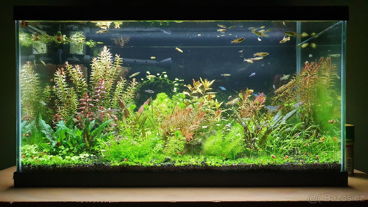 Set akvarijnich rostlinek pro 60l akvarium - 7