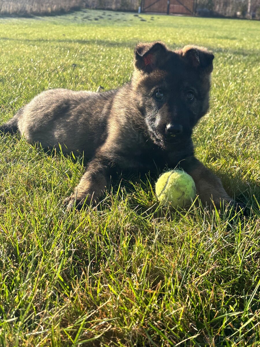 Nemecký ovčák - 7