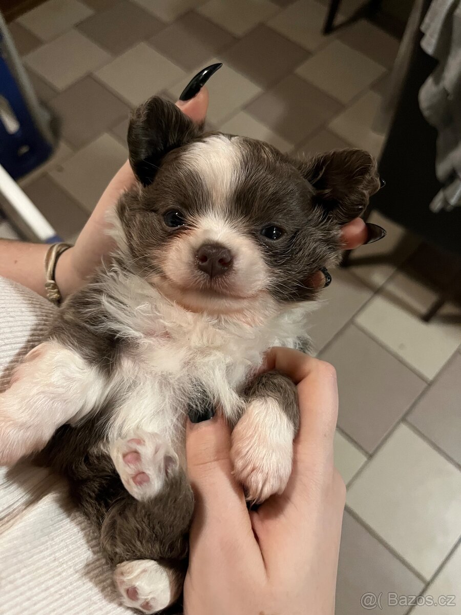 2x dlouhosrstý pejsek s PP FCI, čivava - 7