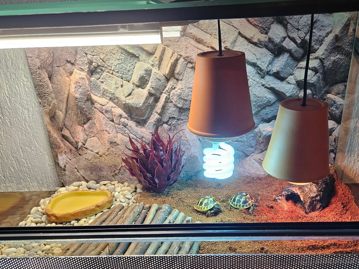 Želva zelenavá - 7