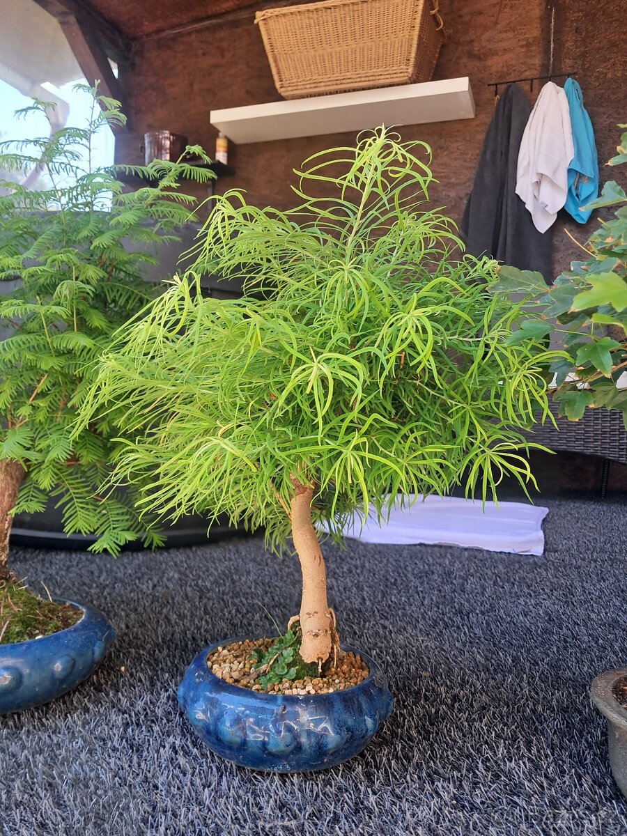 Bonsaj, bonsai - 7