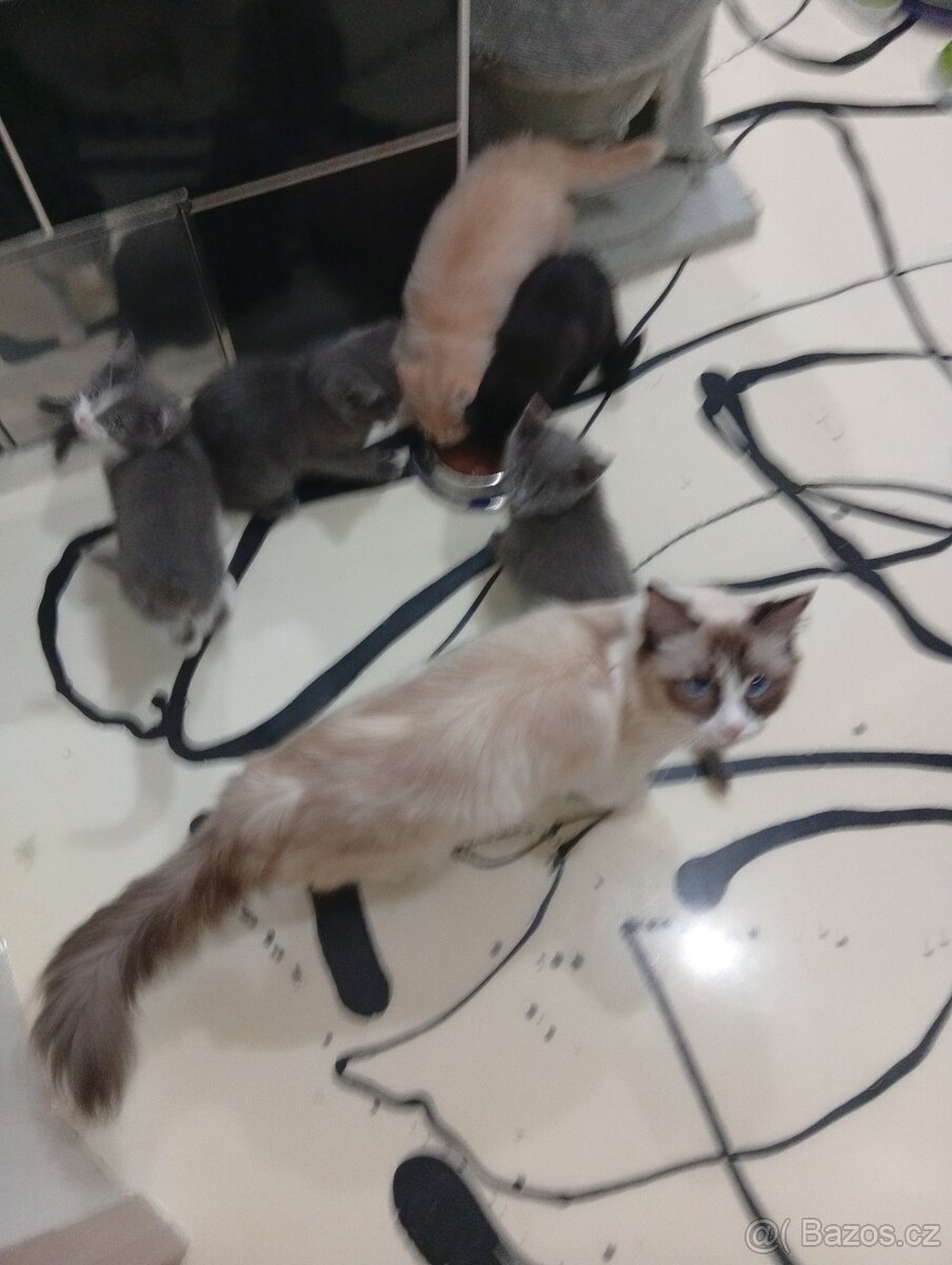 Ragdoll - 7