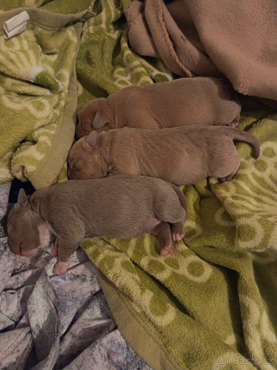 American Bully pocket - 7