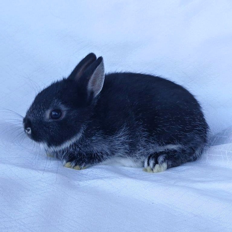 Zakrslí beránci,teddy a bílopesíkatí králíčci s rodokmenem - 7