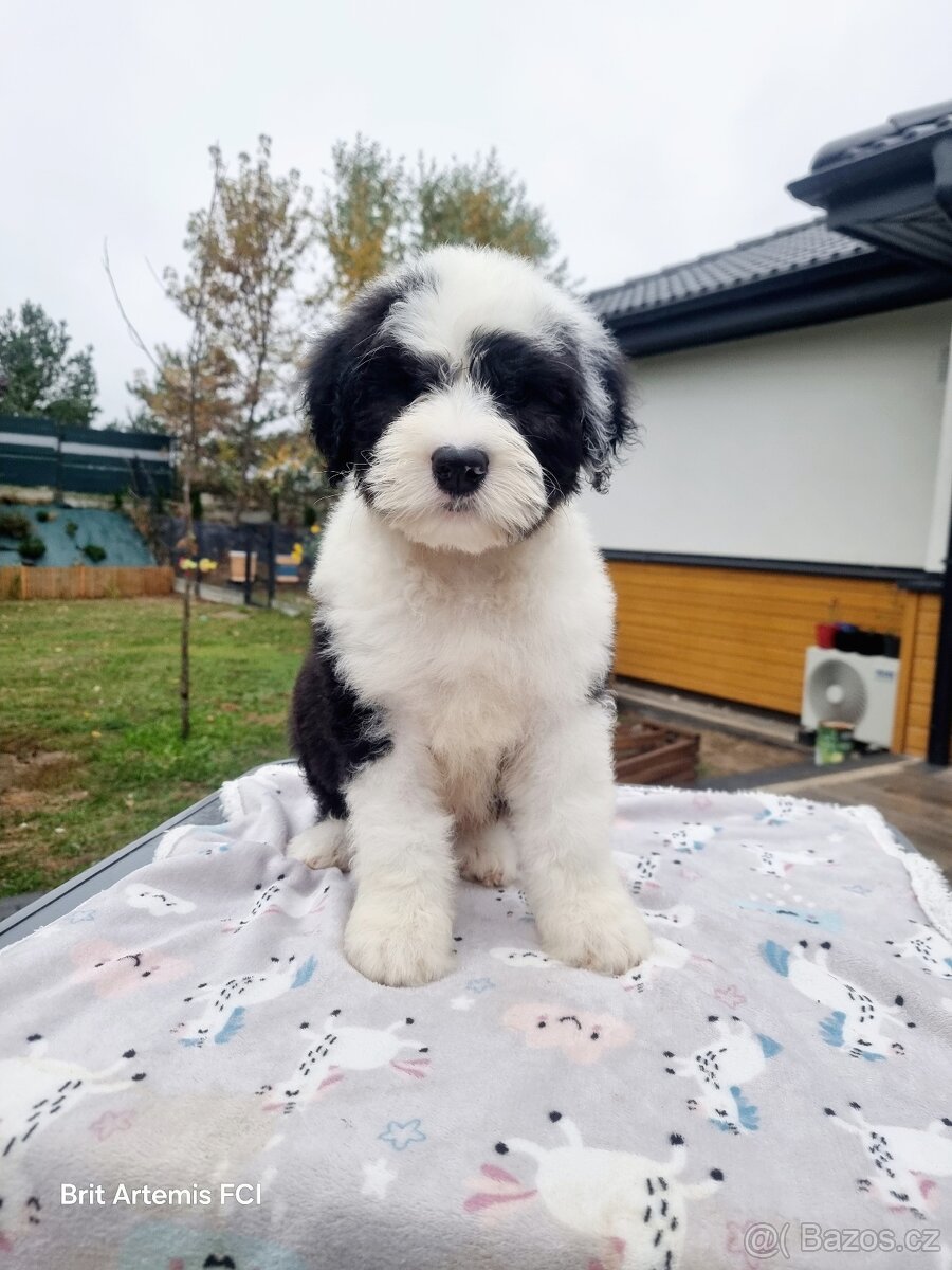 Staroanglický ovčák bobtail - 2 kluci k dispozici - 7