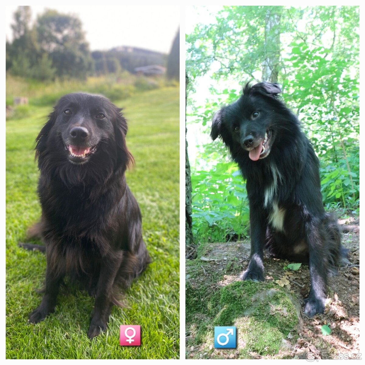 Pyrenejský ovčák FACE RASE s PP - 7