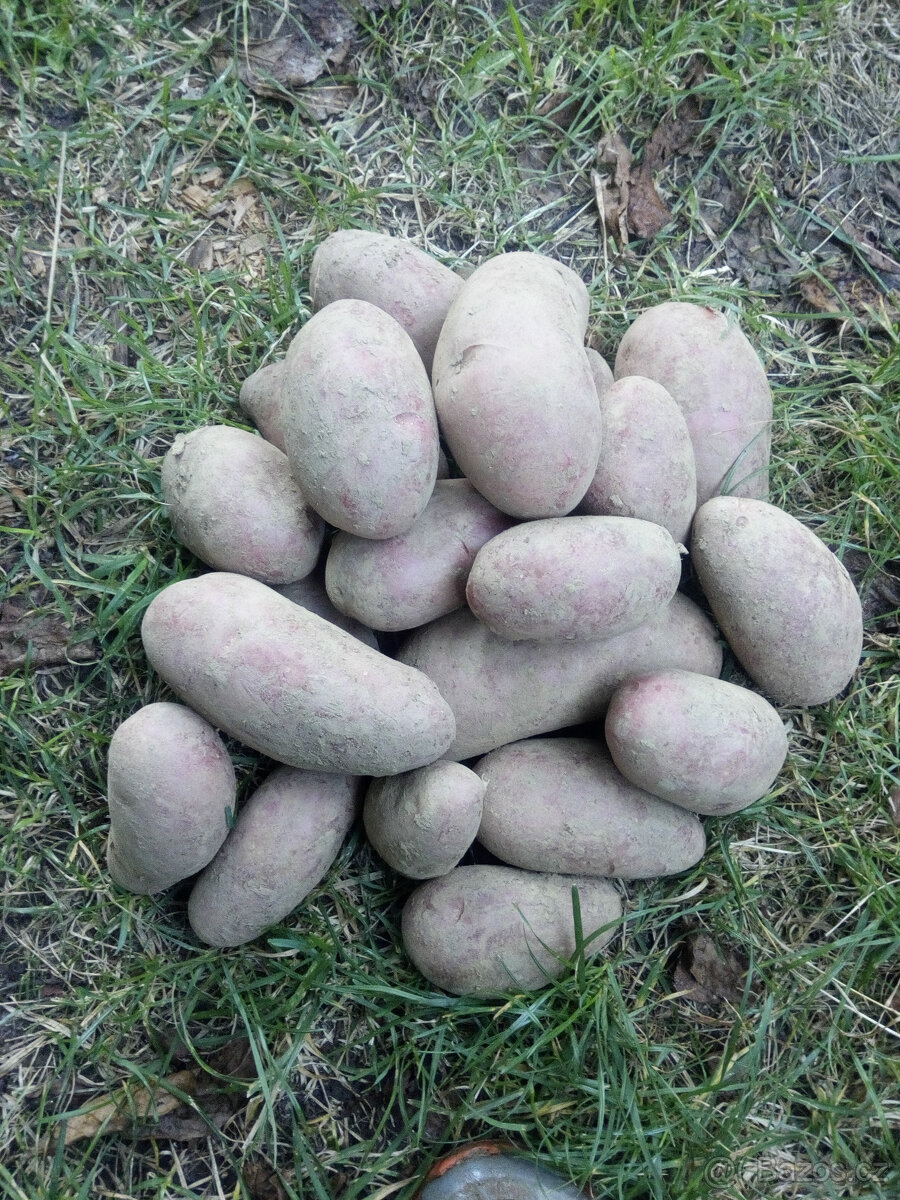 Brambory konzumní, krmné i sadbové – doprodej - 7