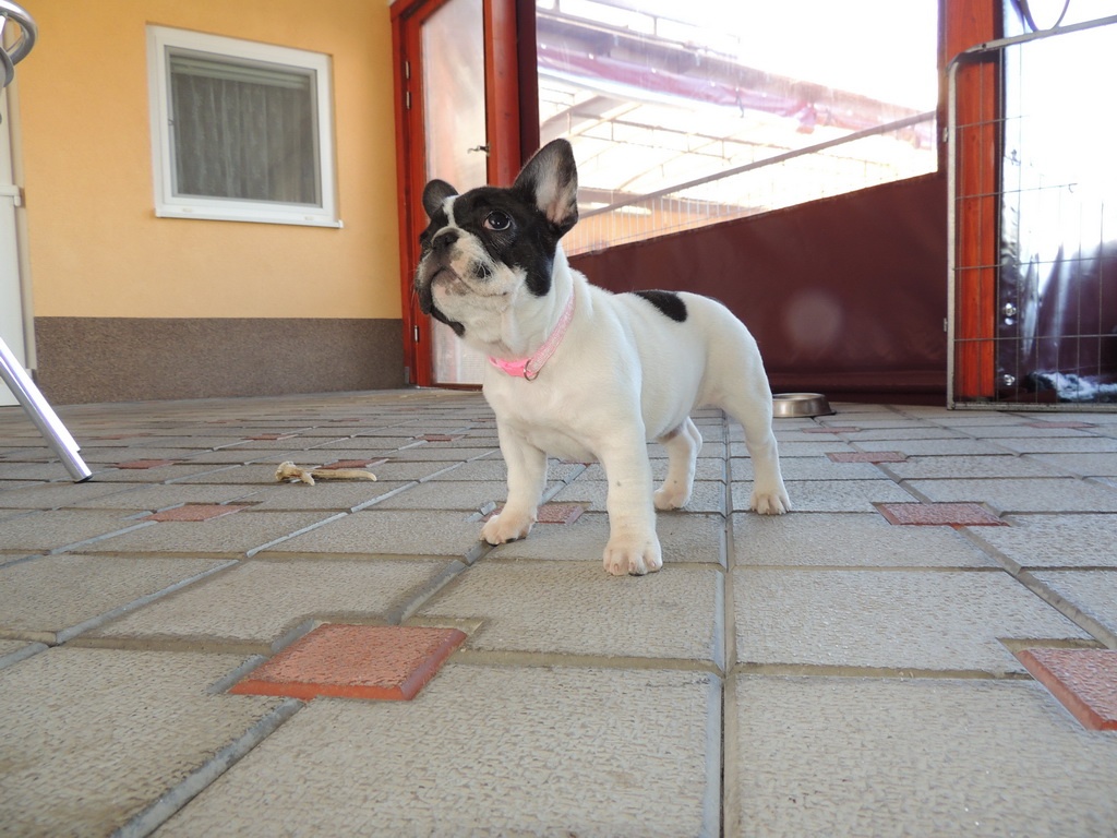 Francouzský buldoček S PP. - 7