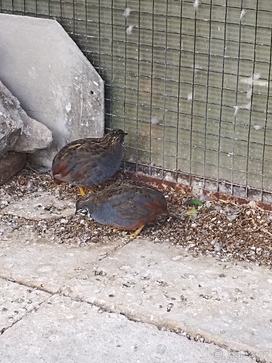 Andulka vlnkovaná - 7