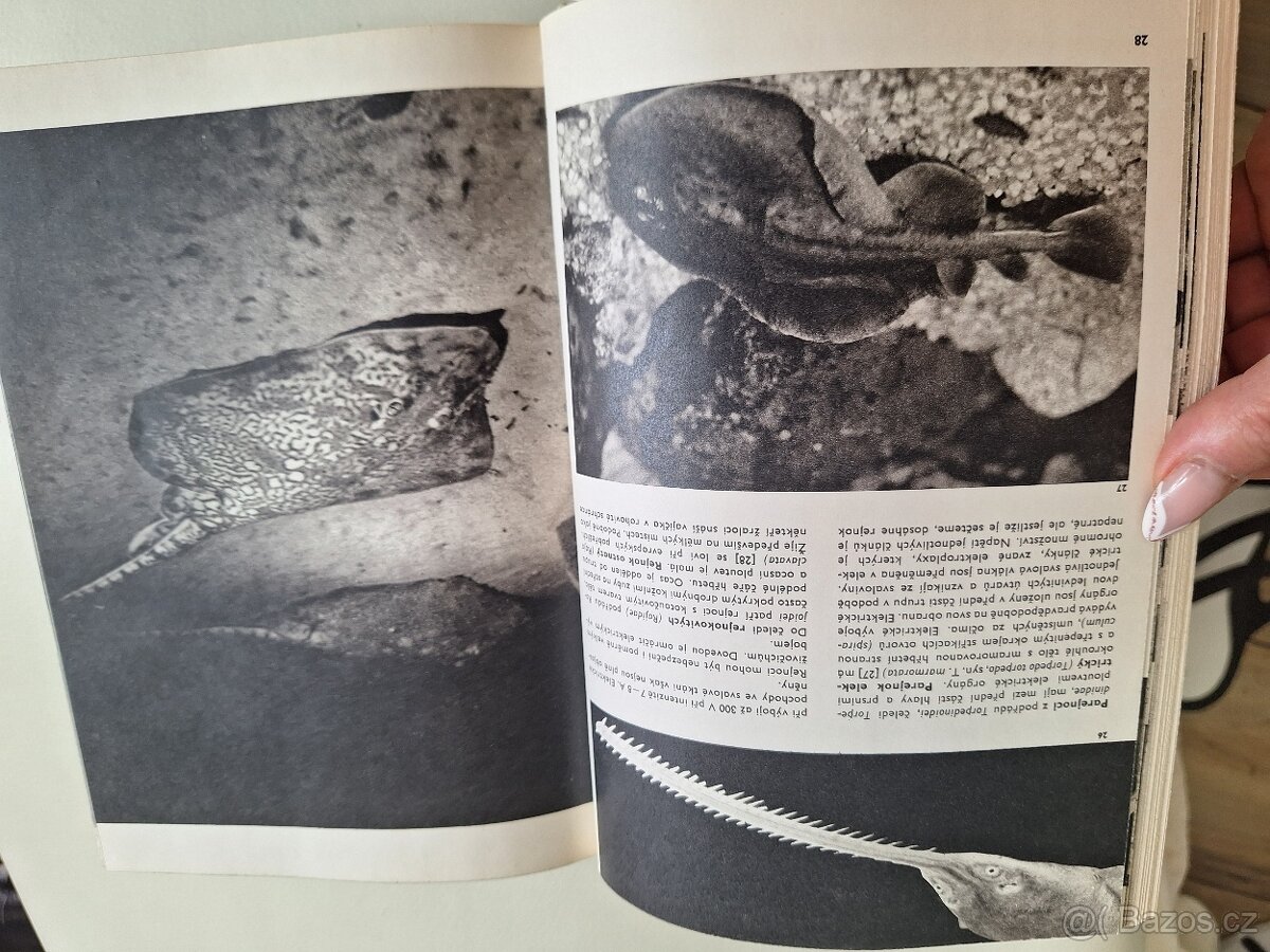 Velký obrazový atlas ryb - 7