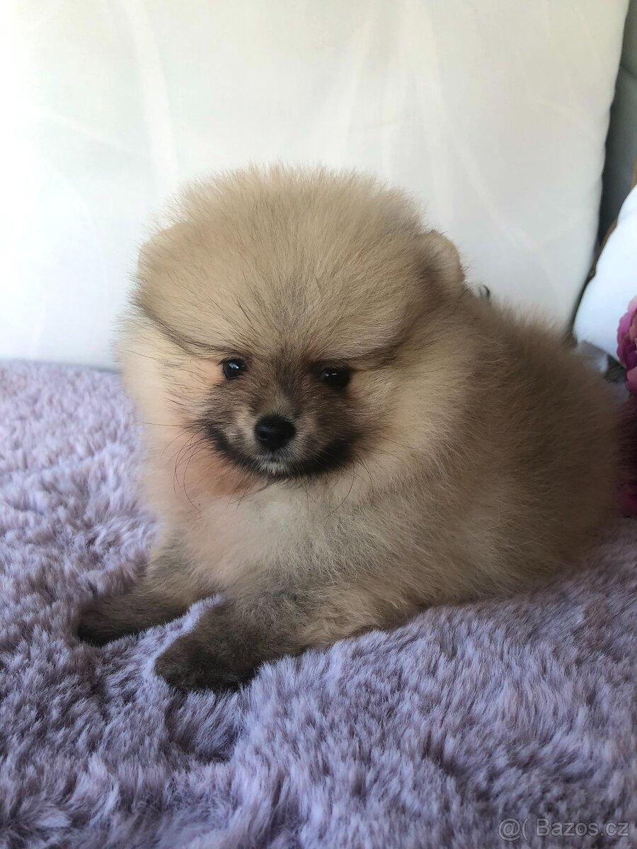 Pomeranian s p.p - 7