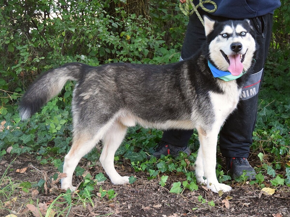 PUMA K ADOPCI - přátelský hasky - 7