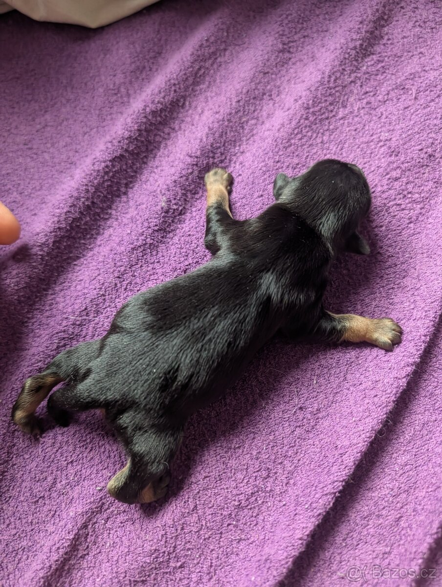 Čistokrevný mexický naháč mini štěňata - 7