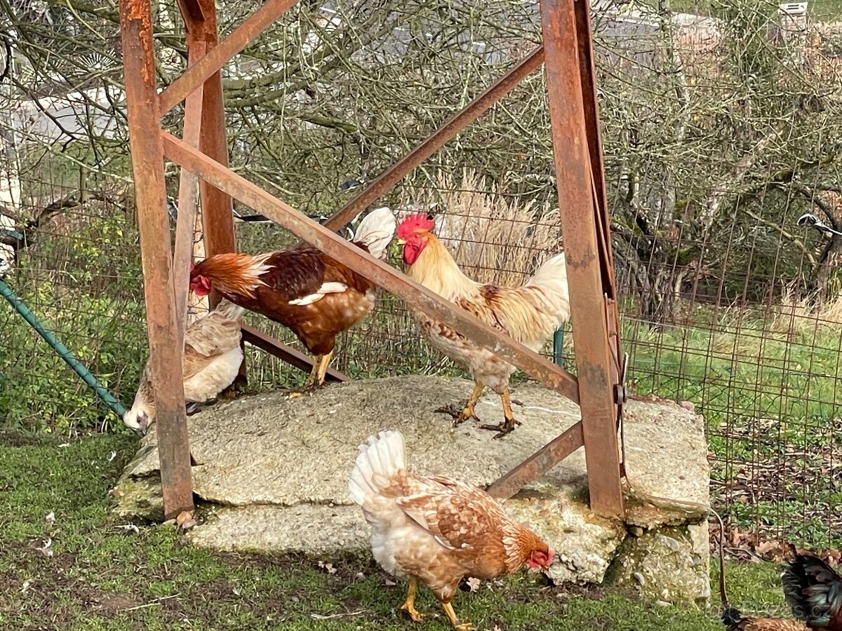 Kohout, kohouti Dvořákovy mix 10ks vysezeni slepicemi - 7