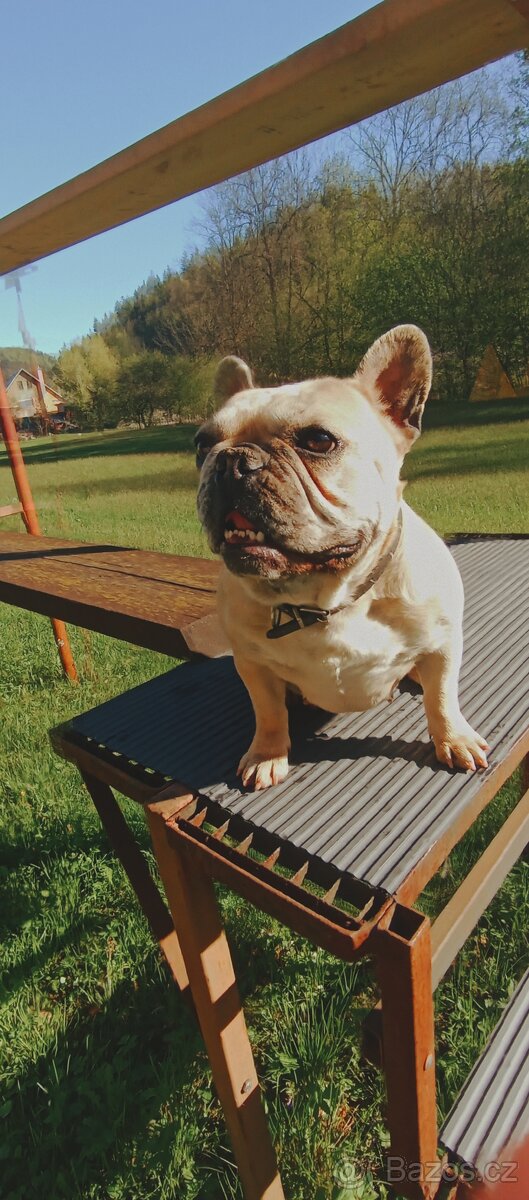 Francouzský buldoček - 7