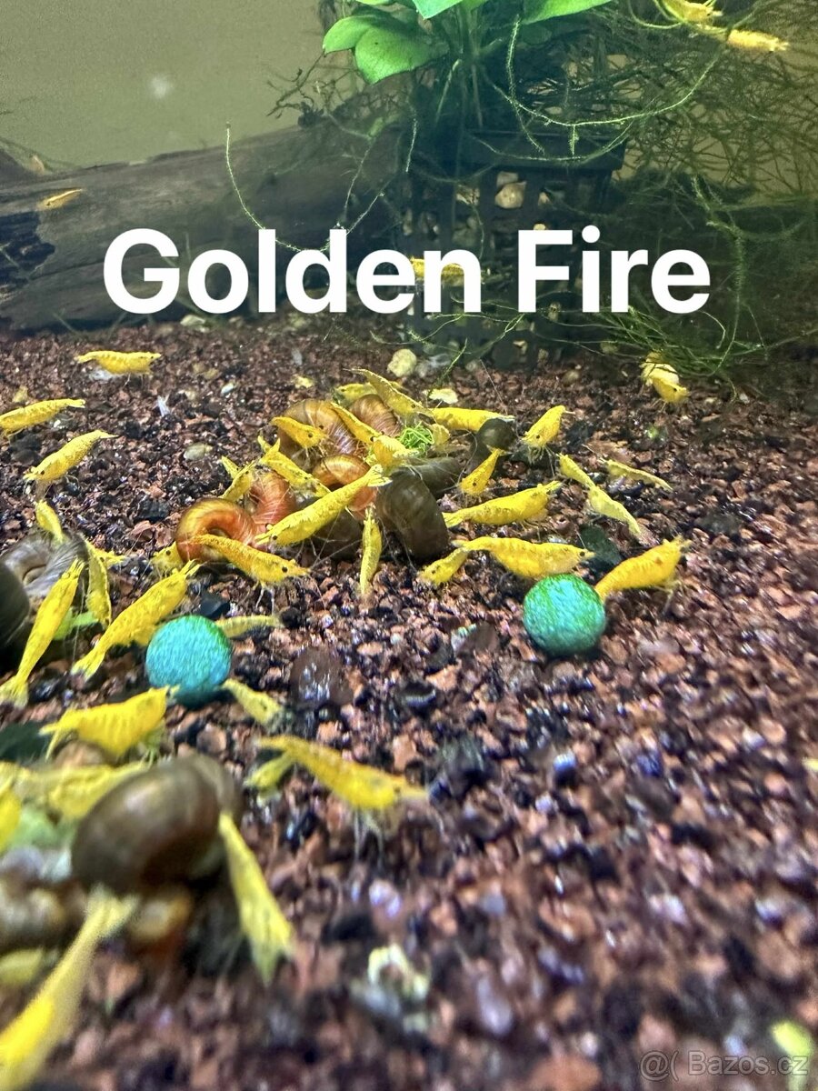 Neocaridina Krevety - 7