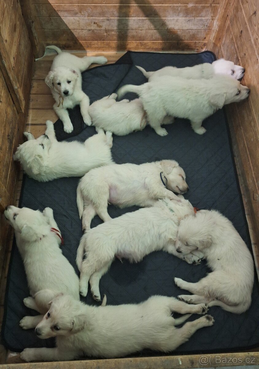 Slovenský čuvač - 7