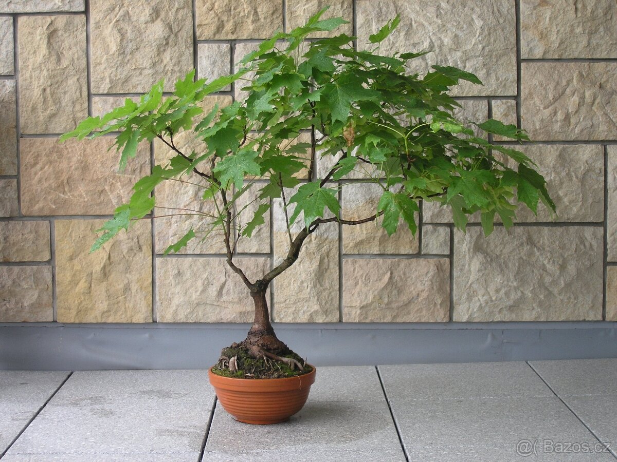 Venkovní Bonsaje - 7