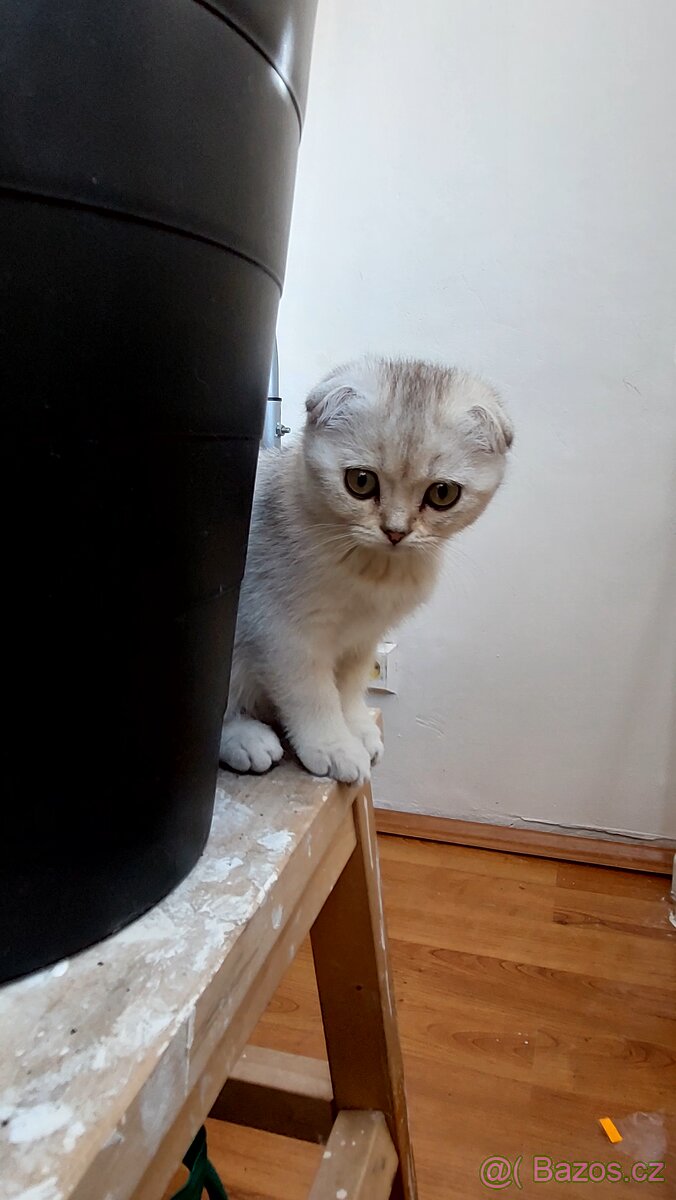 Skotské koťata bez PP - 7