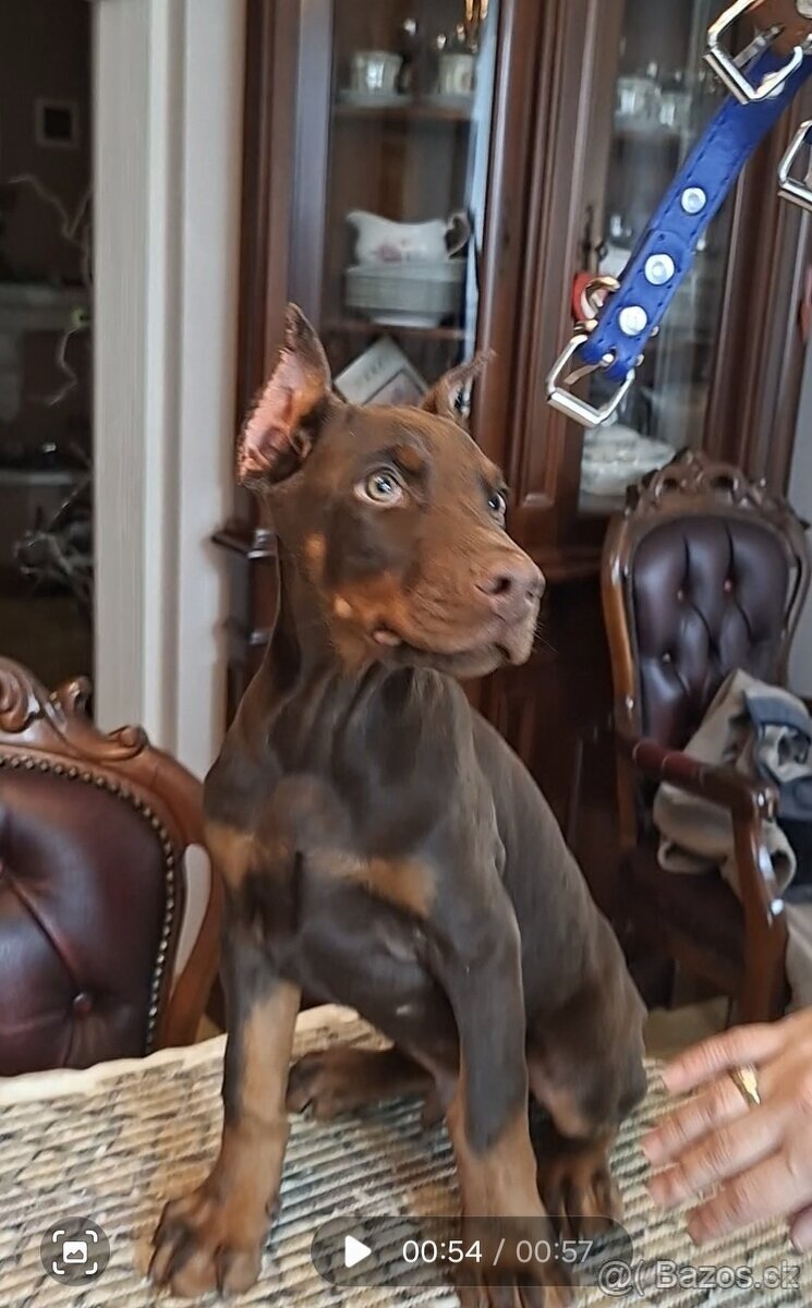 Doberman šteniatka s PP.. - 7