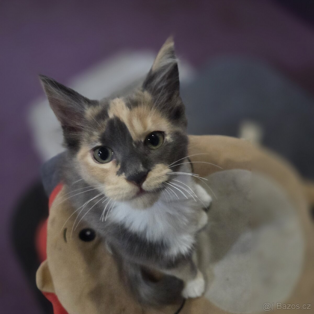 Mainská mývalí kočka - 7