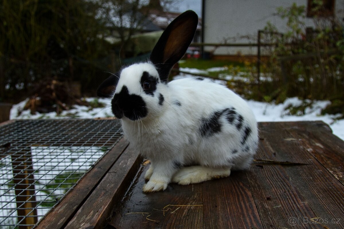 Zakrslý králík - 7