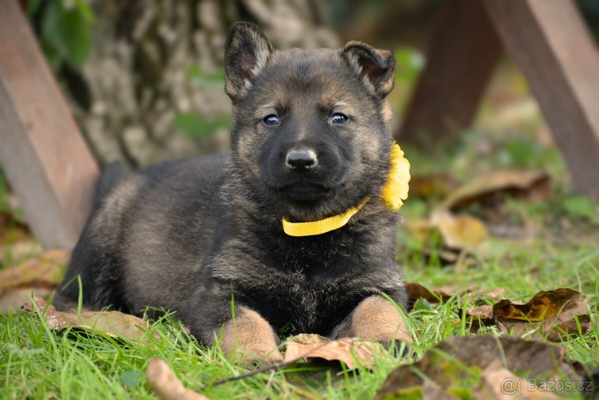 Německý ovčák s PP - 7