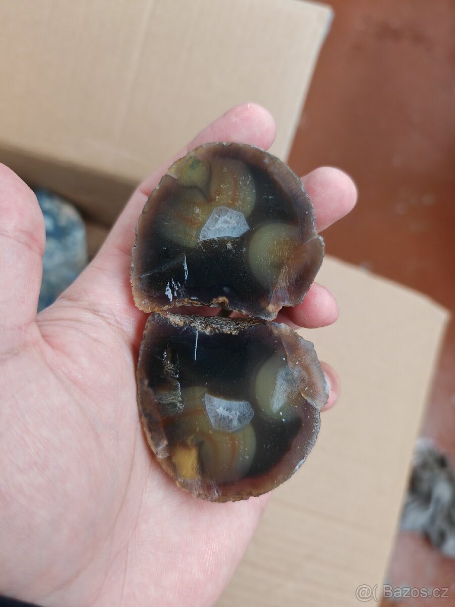 Acháty řezy Timor - 7